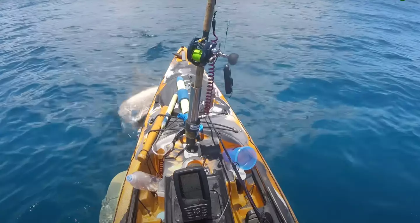 The footage is enough to make you jump (Hawaii Nearshore Fishing via Storyful)