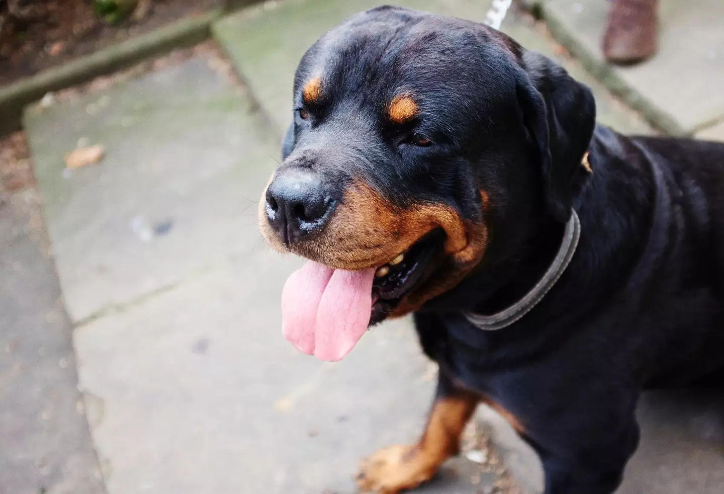 The rottweiler has been named as the fifth most dangerous dog breed.