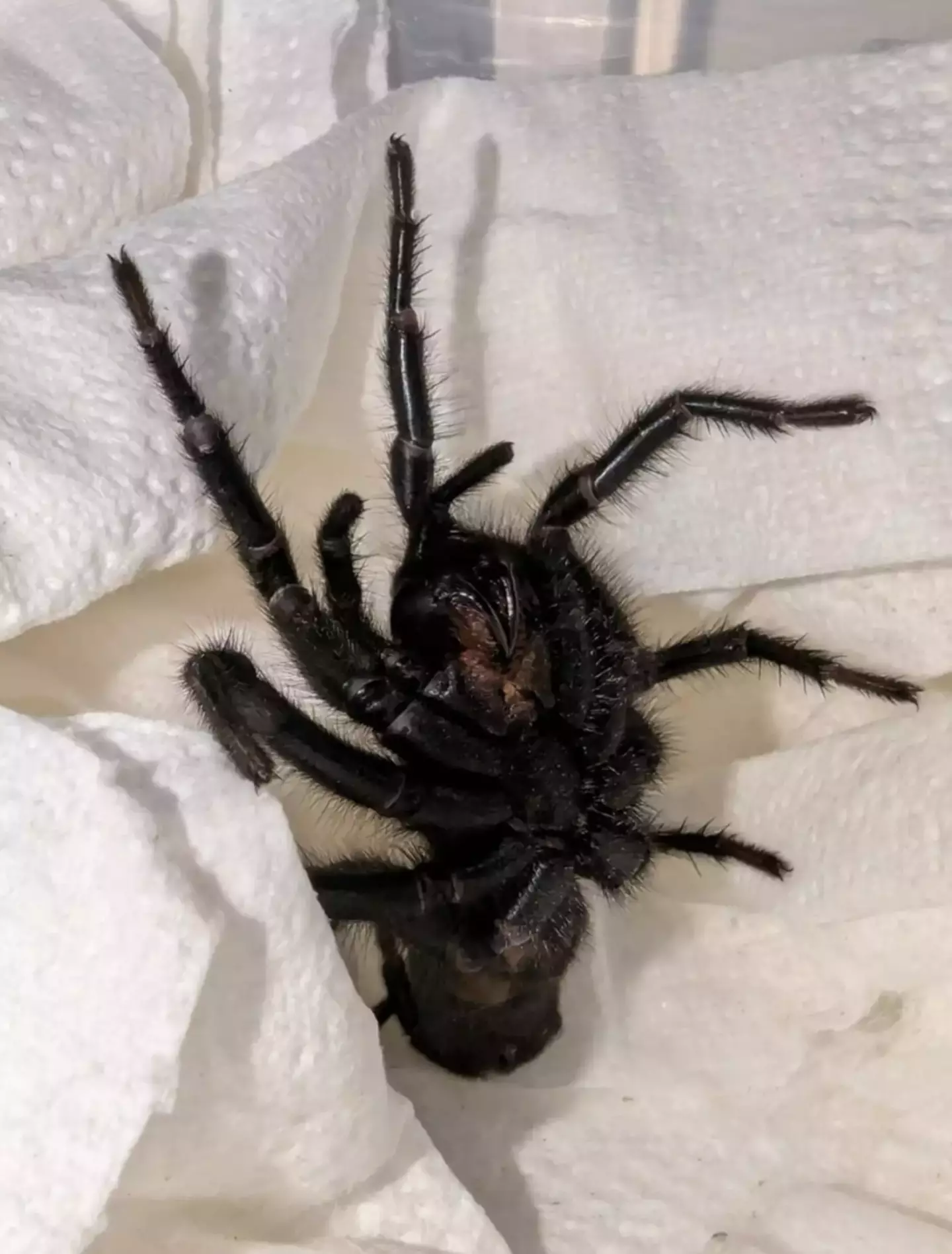 Fortunately, only one of these spiders has actually arrived in the UK... that we know of (Pen News)