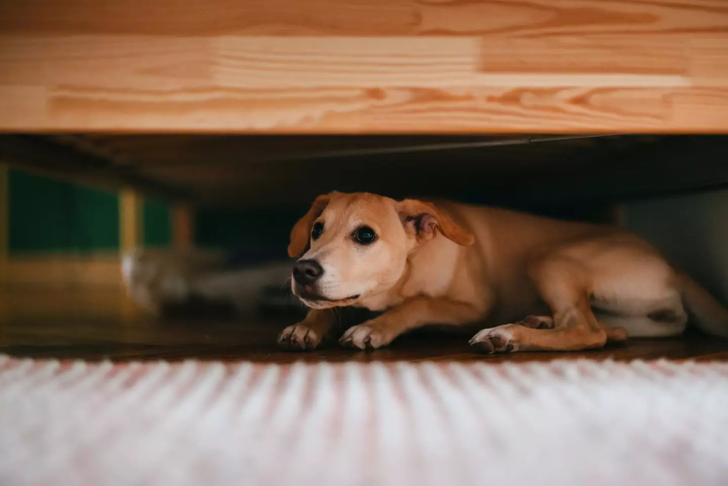 If you have a quiet room in your house where your dog can shelter then it might be an idea to make it their safe spot.