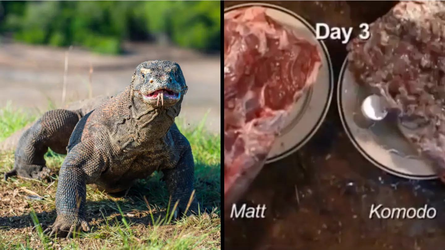 Shocking effects of a Komodo dragon bite after just a few days