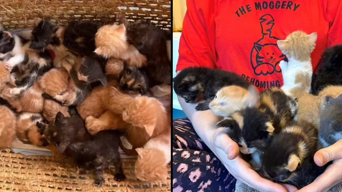 Basket with 26 kittens has been dumped on a charity's doorstep