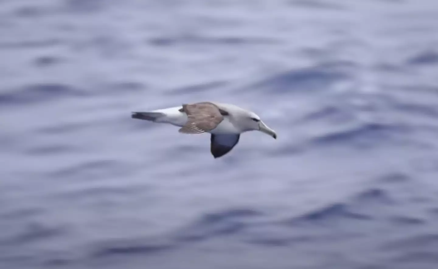 A flock of birds showed up while they were at Point Nemo (YouTube/Chris Brown Explores)