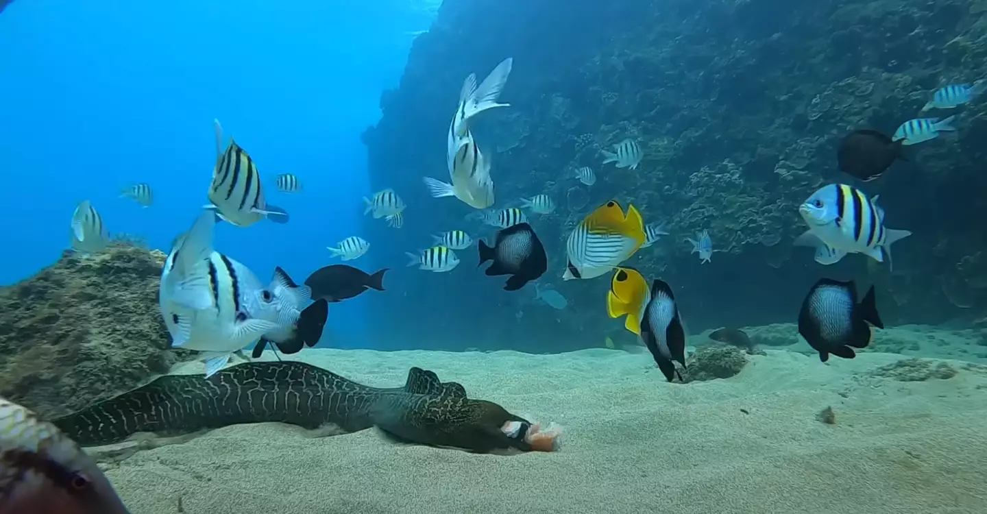 An eel eventually devoured the whole thing, but not after several fish got a piece. (YouTube/AceUnderwater)