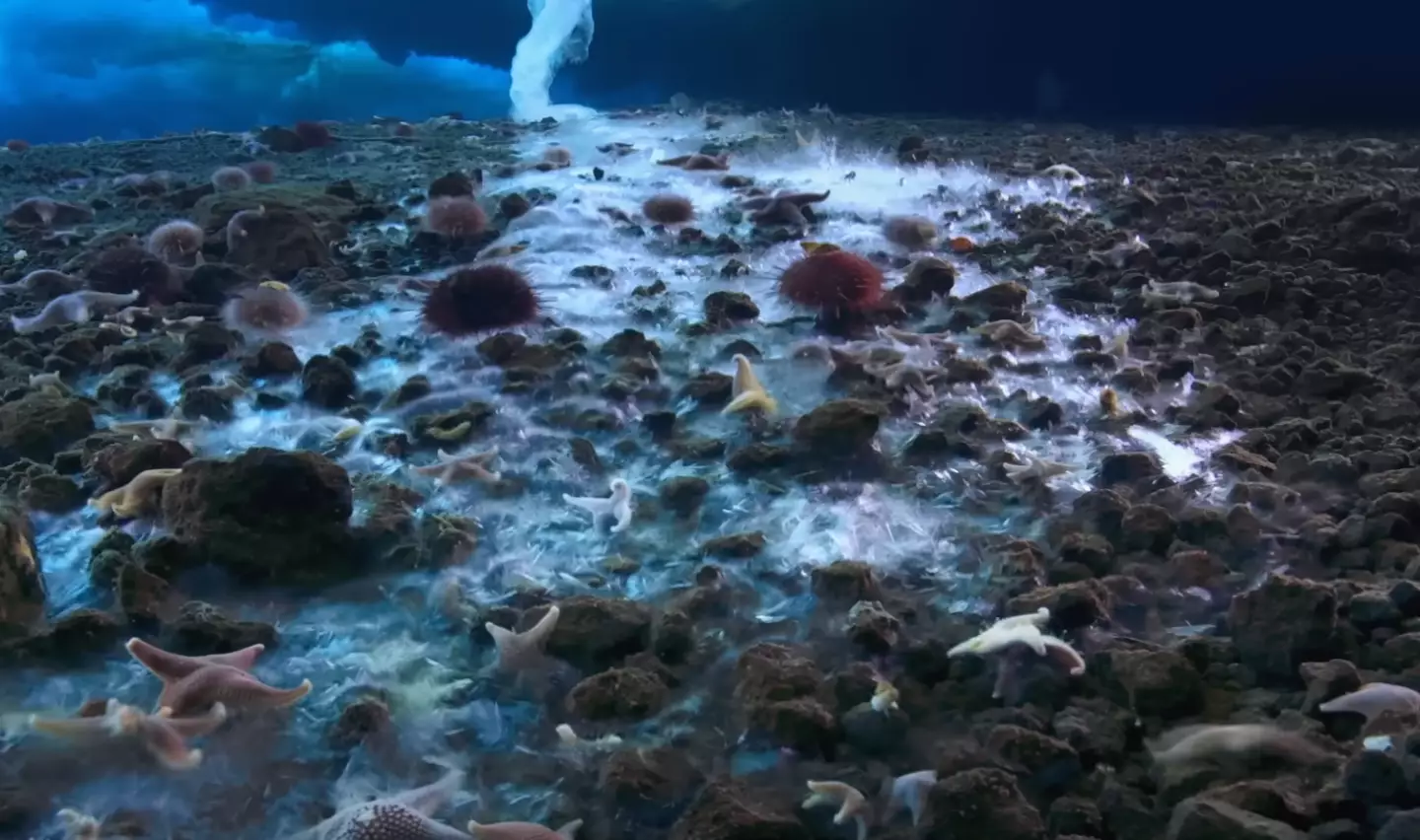 Don't think there are many brinicle fans out there after this (BBC)