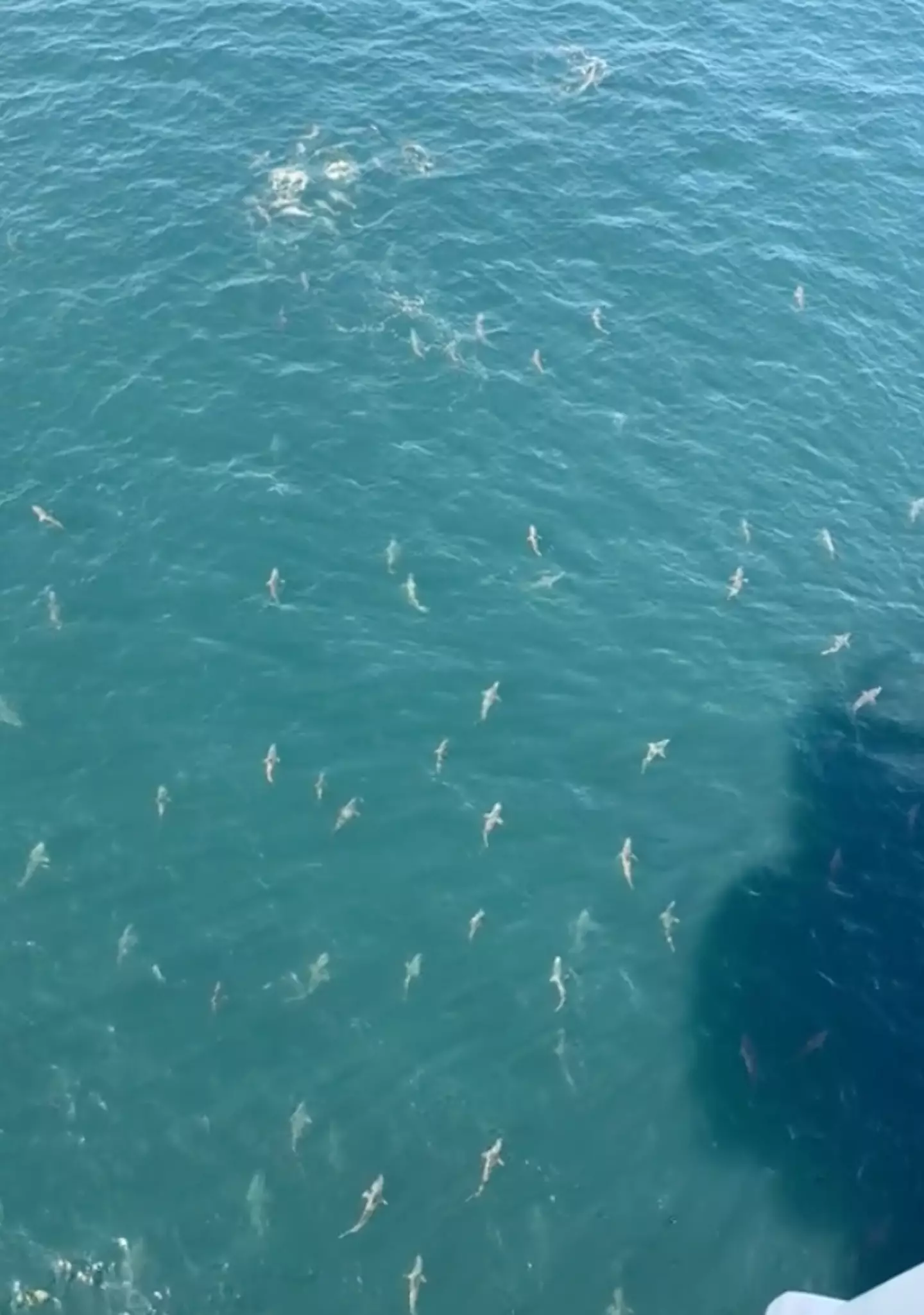 There looked to be more sharks lower beneath the surface.