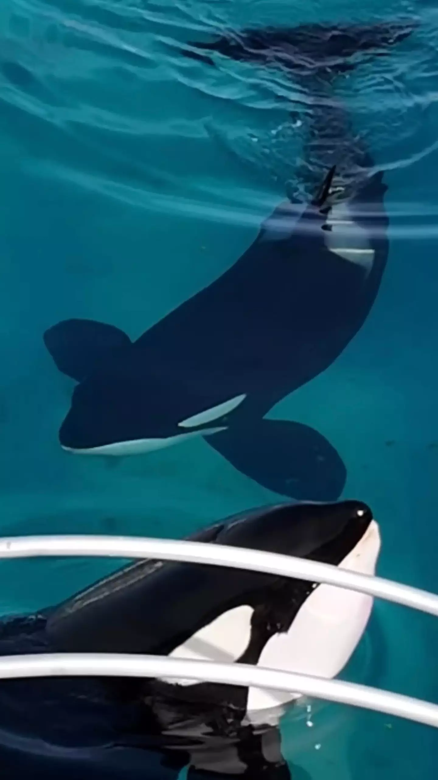 A heartbreaking video of the two orcas kept in an abandoned marine park in France has gone viral (Seph Lawless)