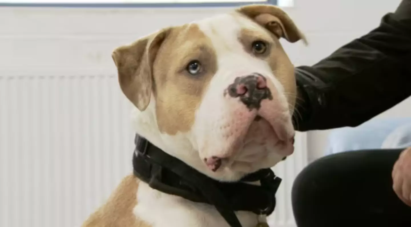 One expert has warned that ‘backyard breeders’ will simply breed another type of dog.