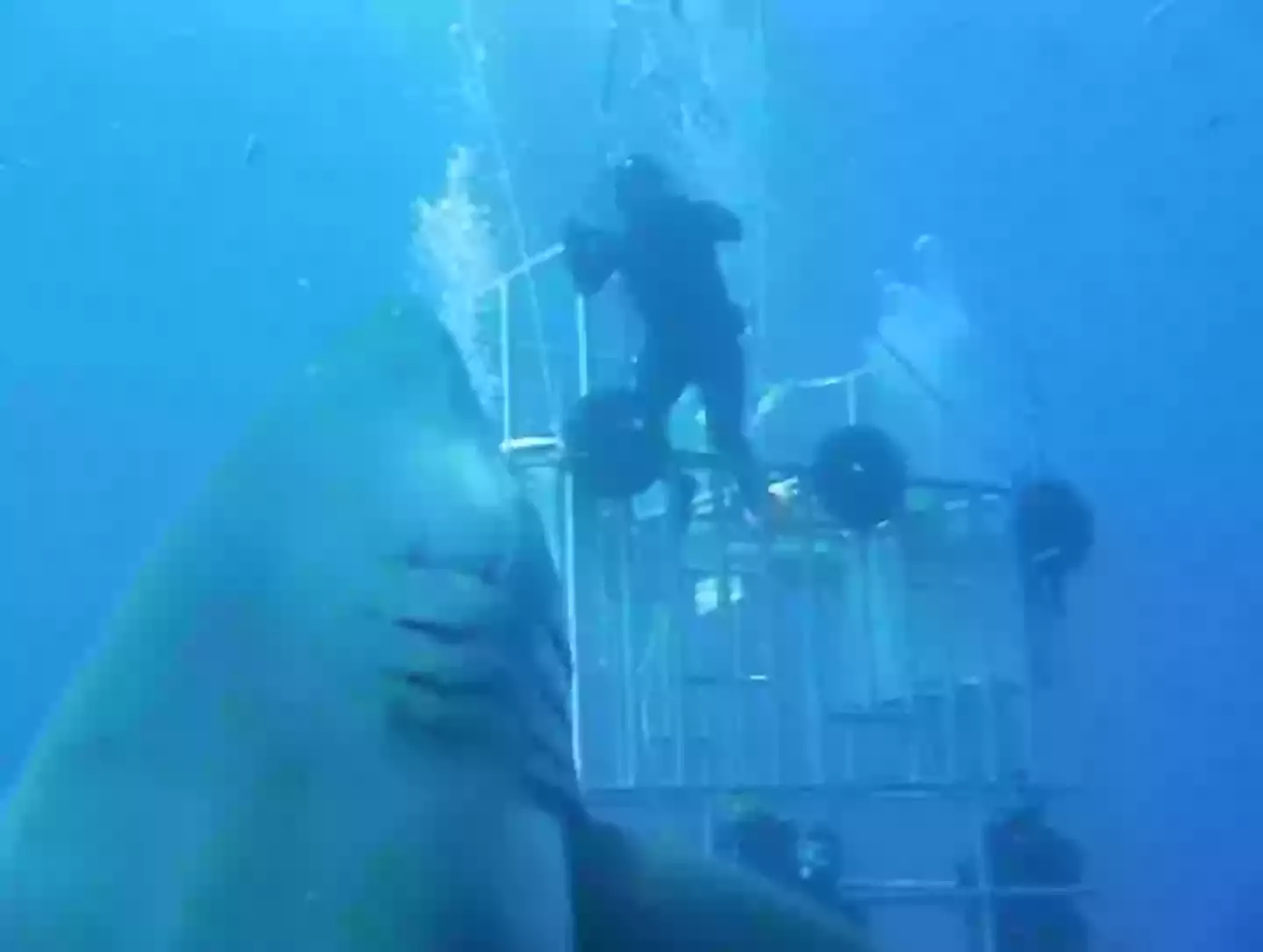 You can see how big the great white is when it's next to the diver (Facebook/Mauricio Hoyos Padilla)