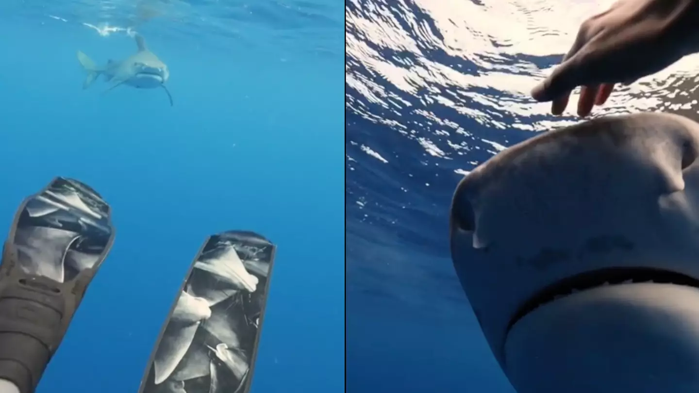 Shark diver explains why you shouldn't swim away if you come face to face with one