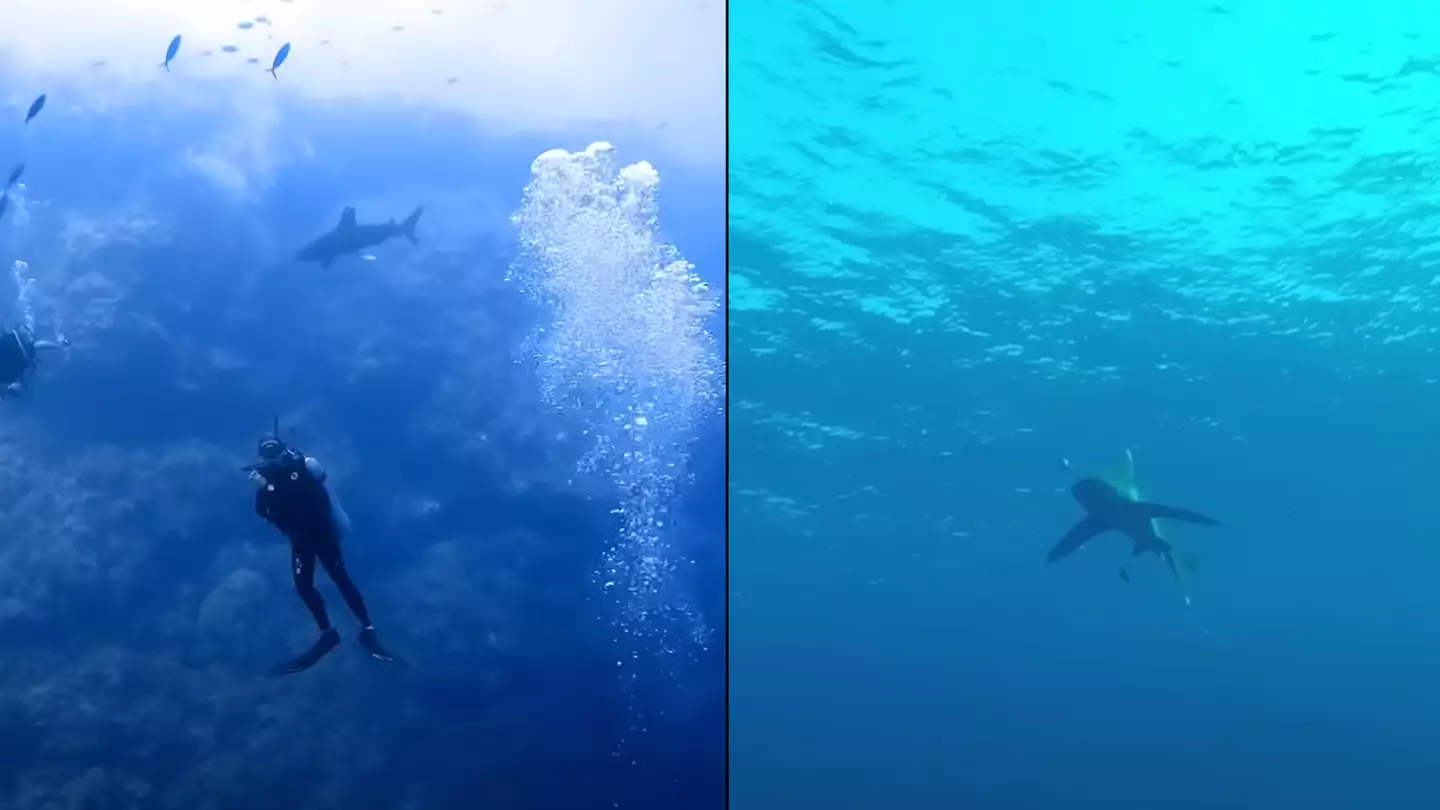 Man who filmed vicious shark attack so clear you could hear scream is still haunted by it