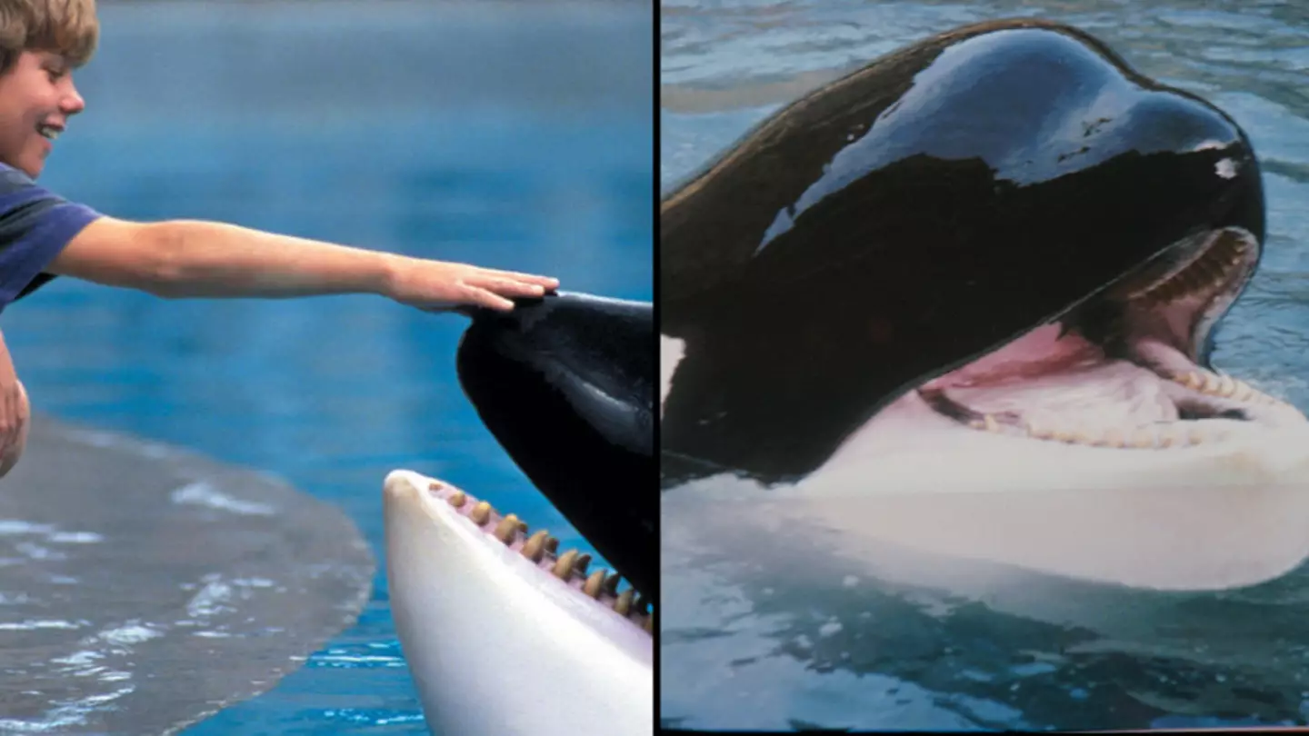 Heartbreaking story of what happened to Keiko the killer whale after starring in Free Willy