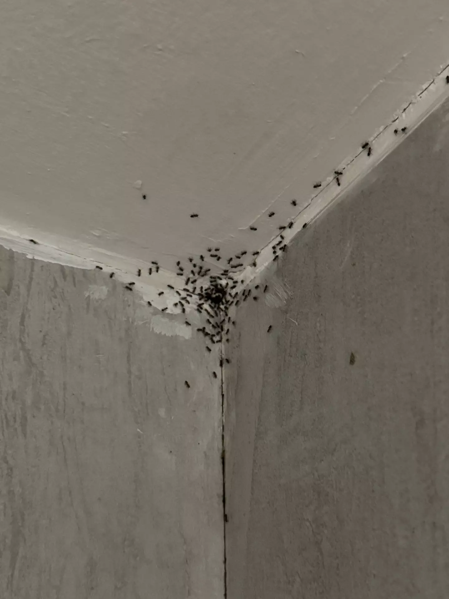 An ant infestation which the friends claim they saw at the hotel (Supplied)
