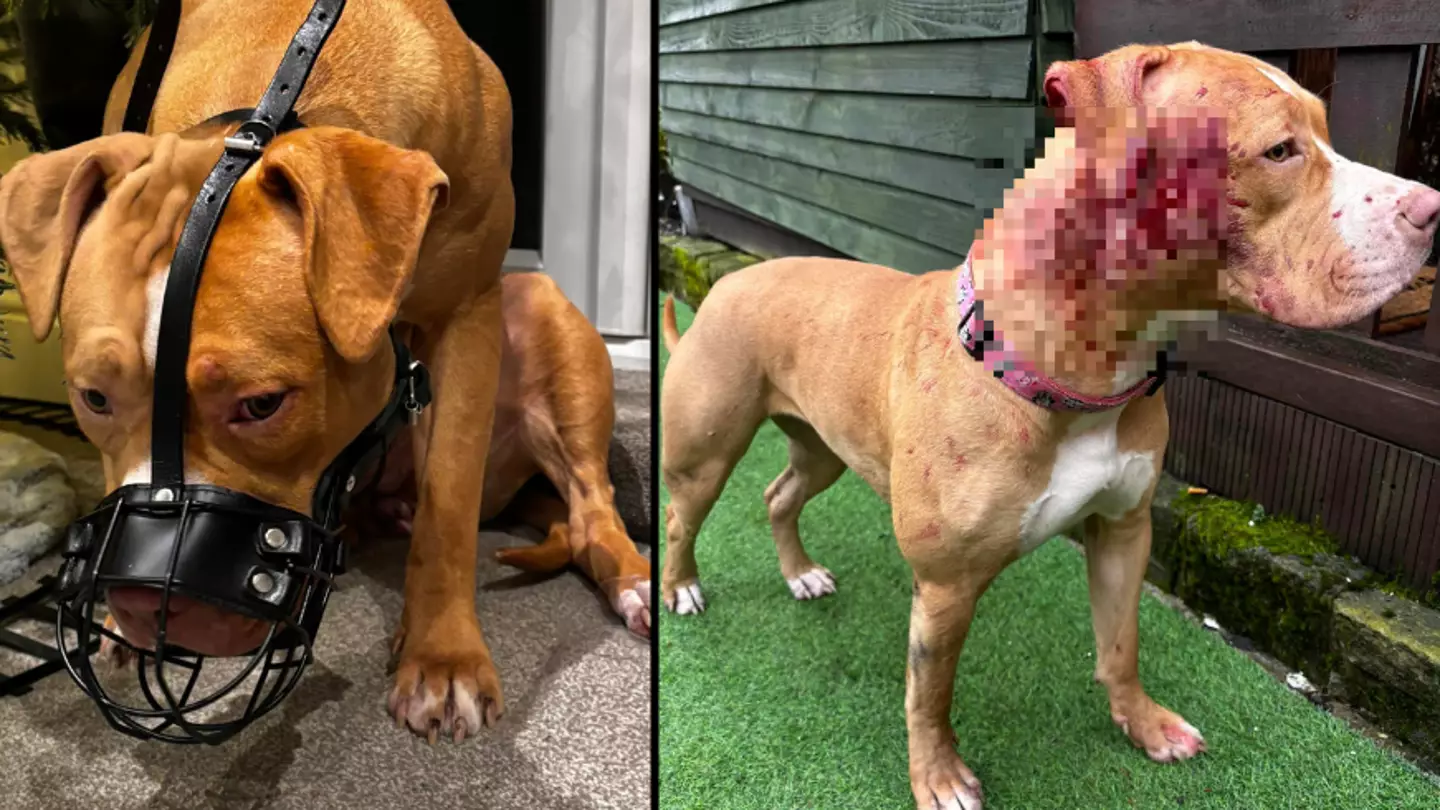 Woman heartbroken after XL bully is attacked by cat on first walk following new law