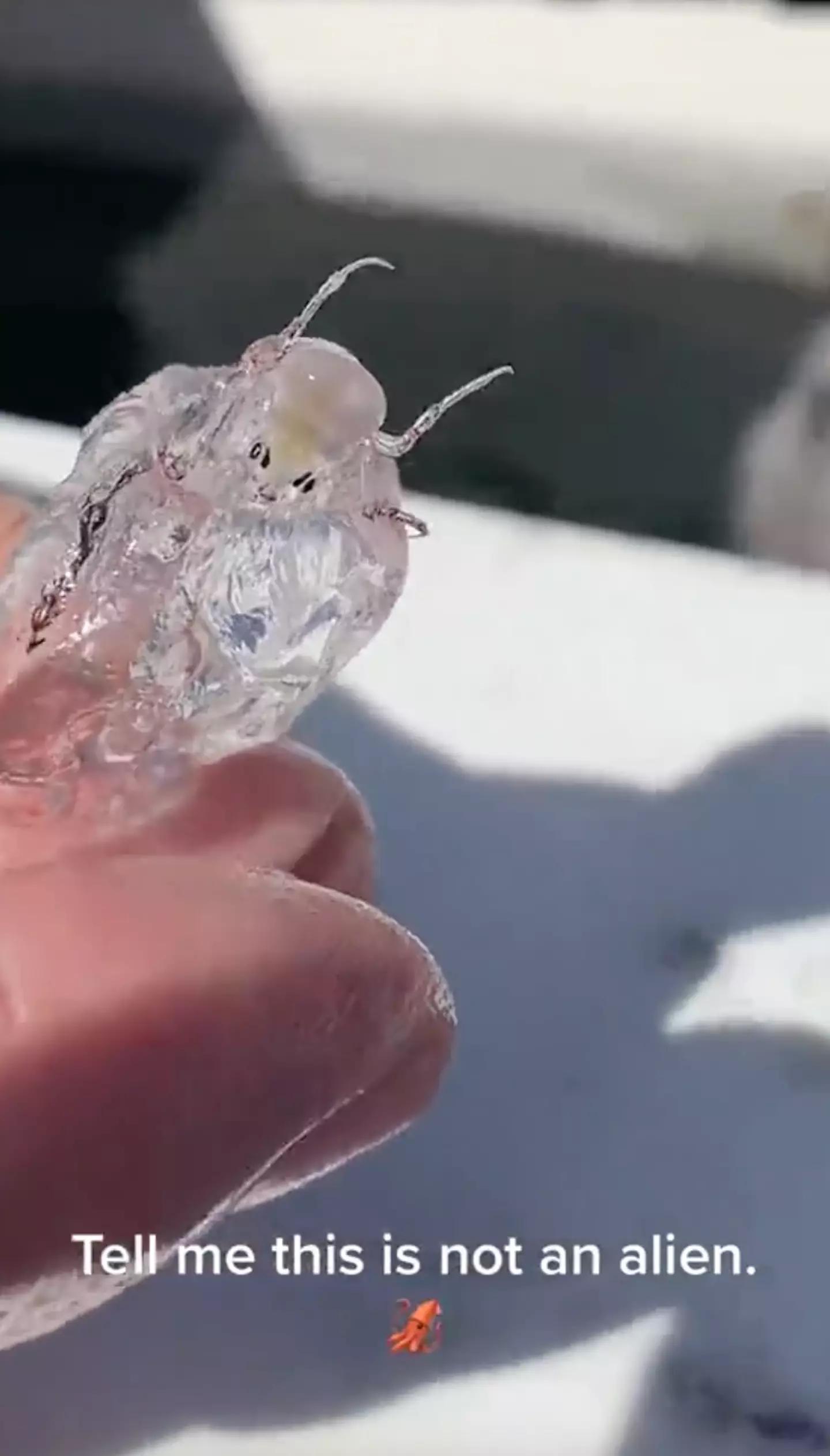 Look at this little guy. Cute right?