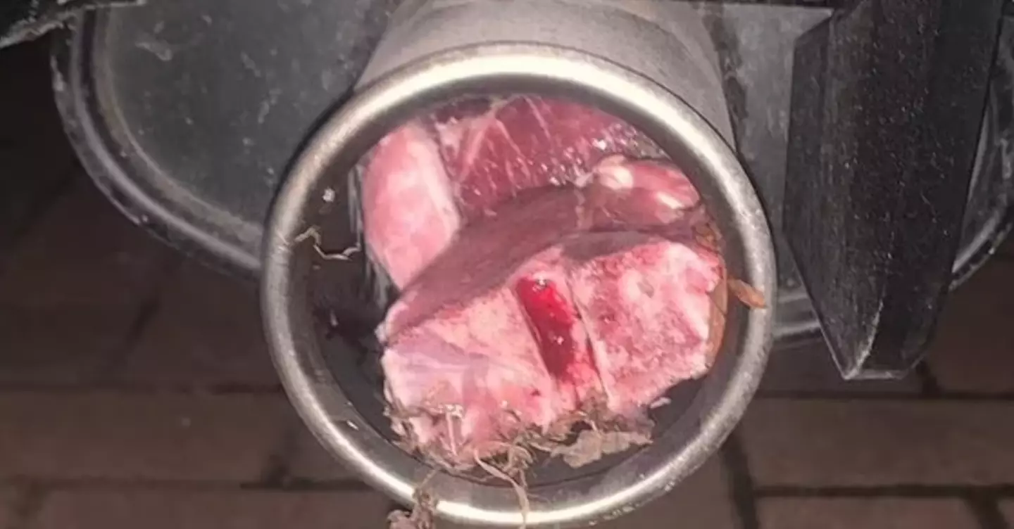 Lamb found in a car's exhaust