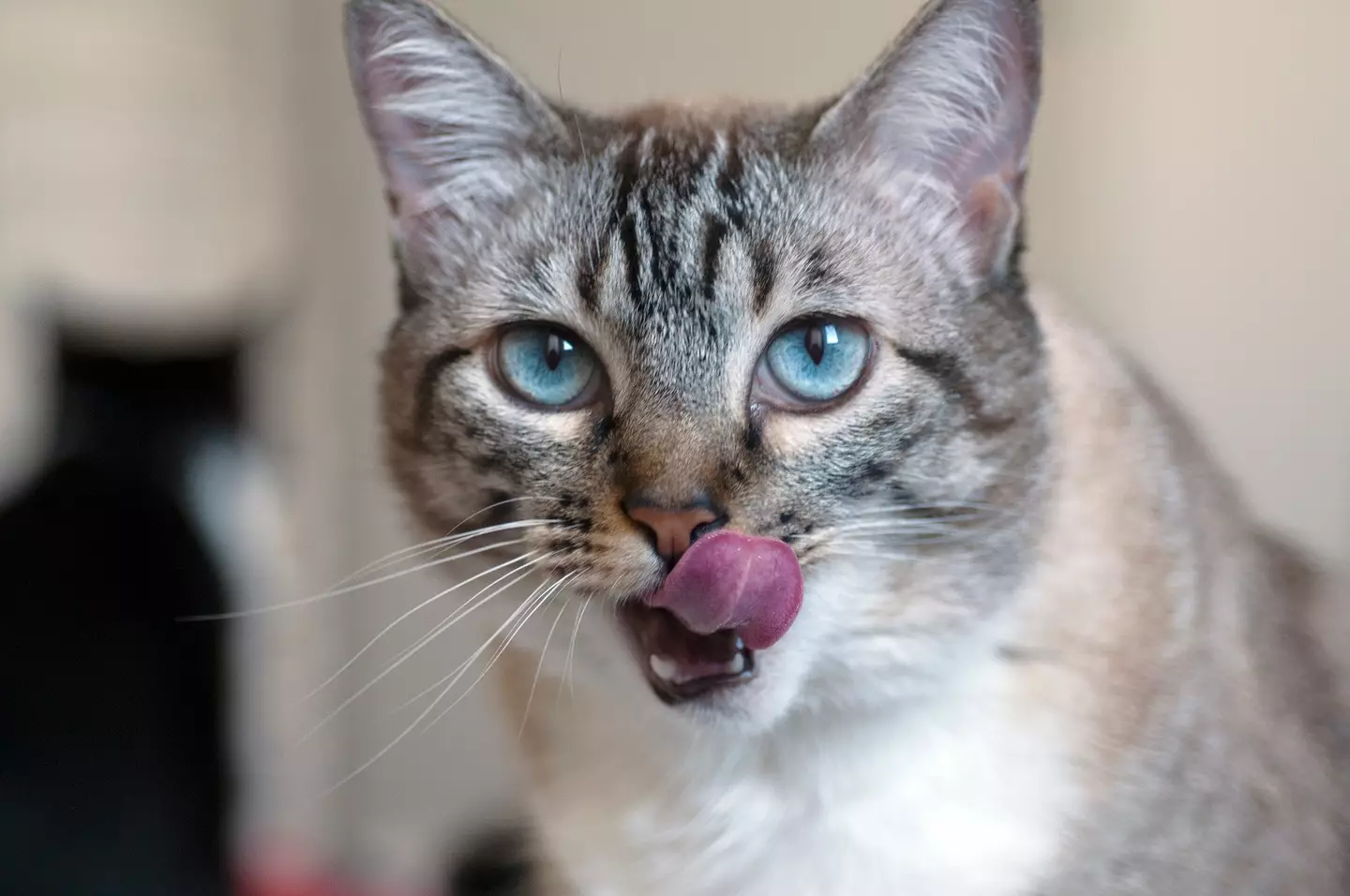 Cat tongues are pretty impressive.
