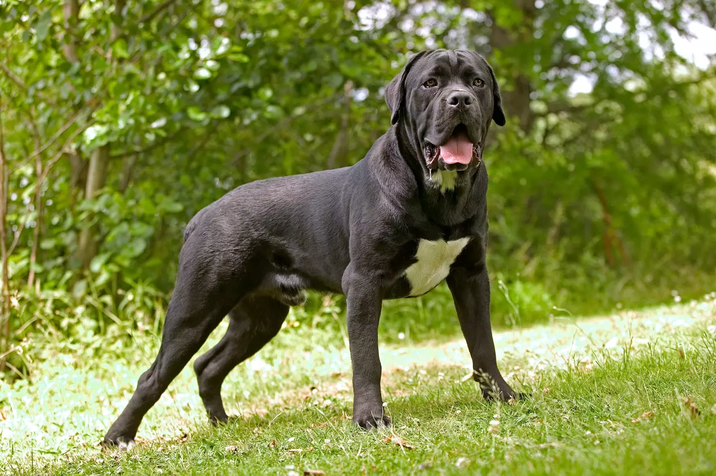 One expert has warned that ‘backyard breeders’ will simply breed another type of dog.