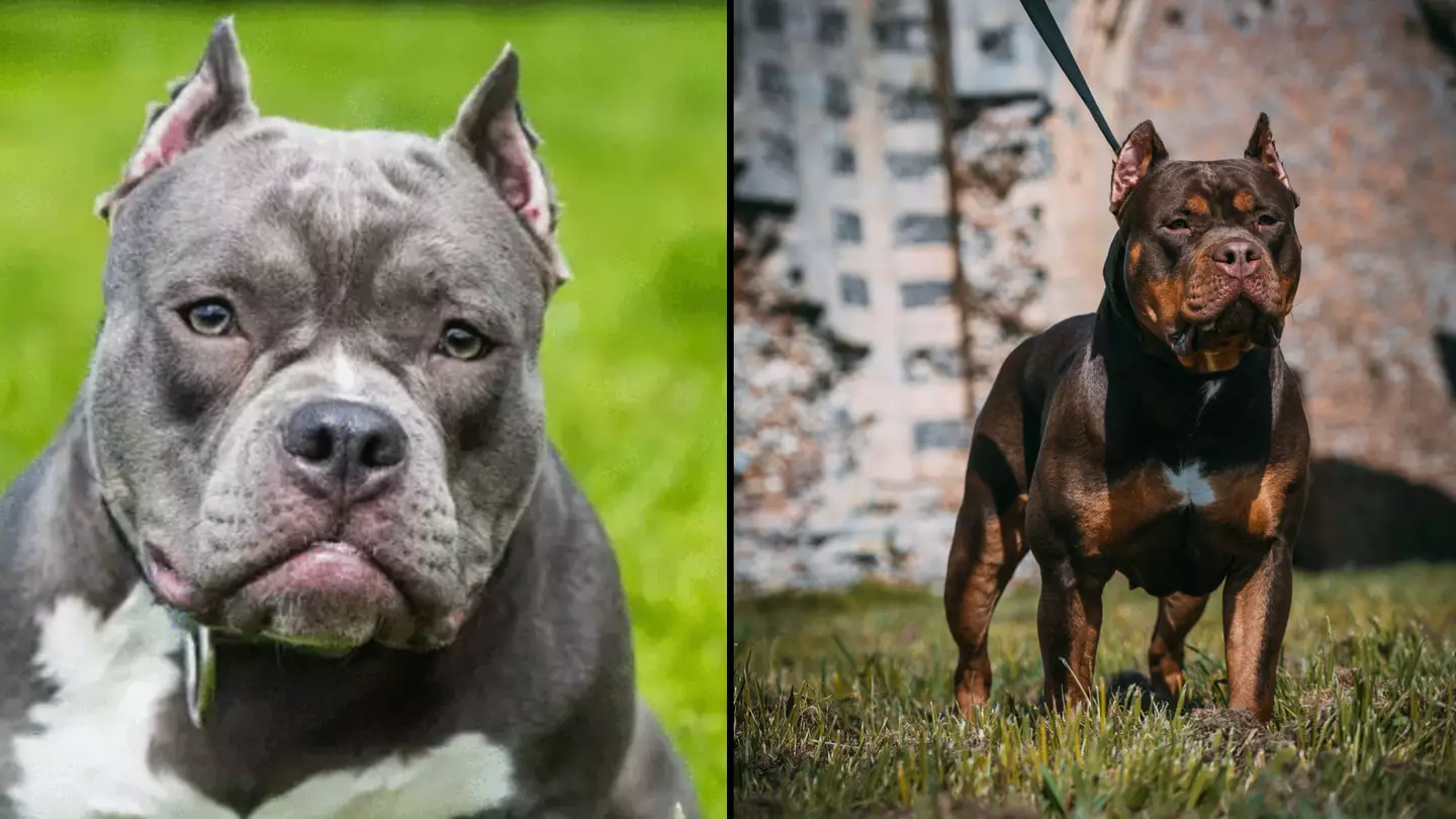 Protocol you must follow if an aggressive dog approaches you