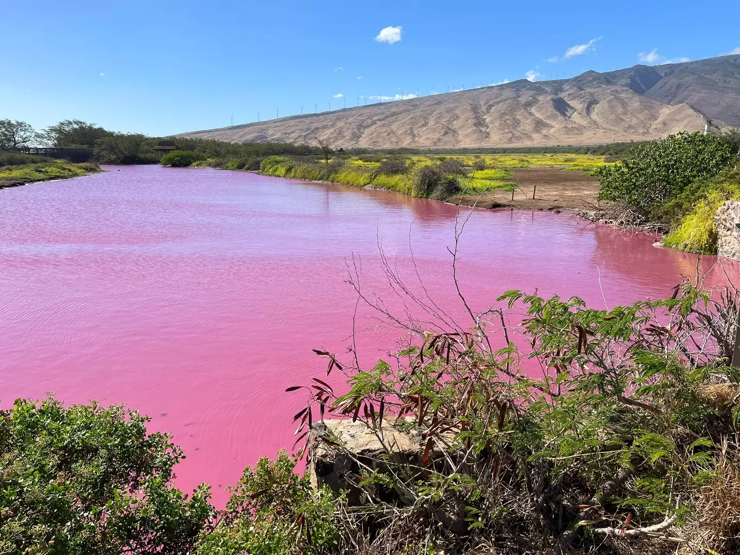 The pink pond is attracting a lot of eyeballs but not many swimmers as officials have declared it off limits.