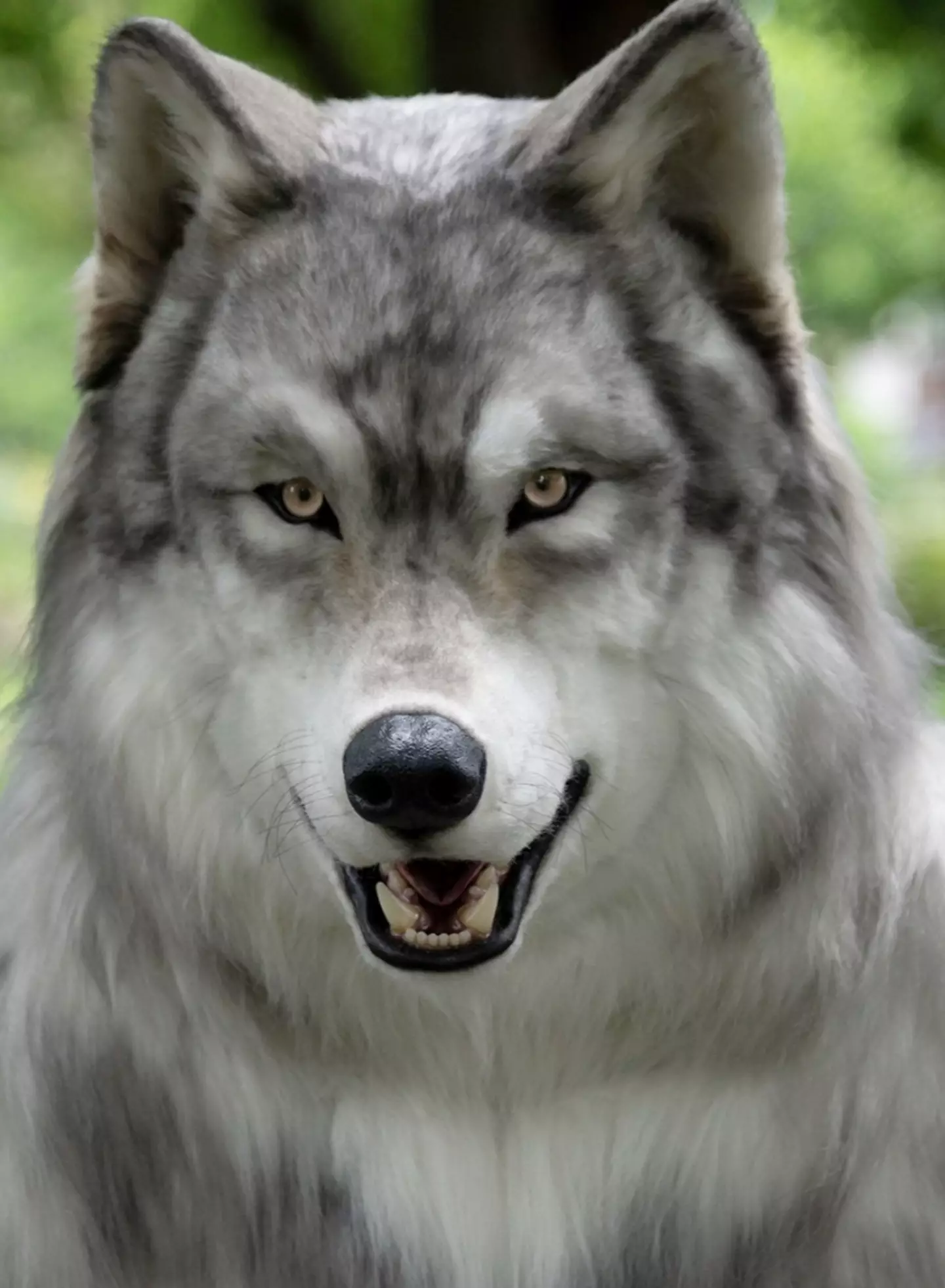 Toru Ueda spent £19,000 on his wolf suit.