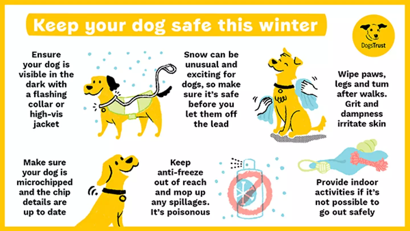 Dog's Trust cold weather advice. (