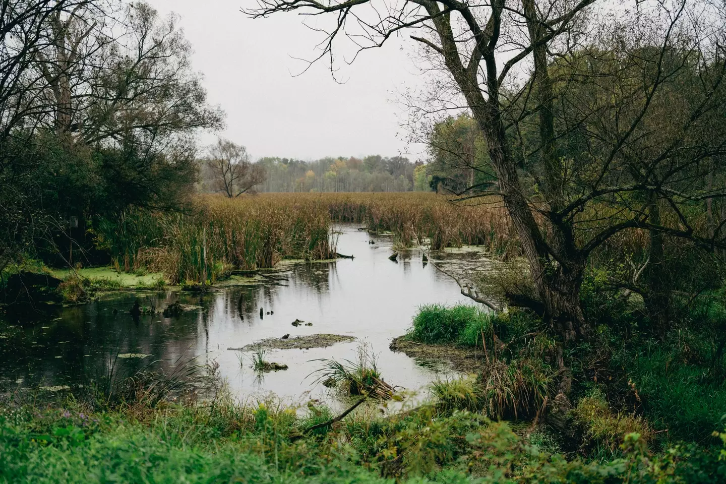 Police stumbled upon an unimaginable find within a 11,000-year-old peat bog (stock image).