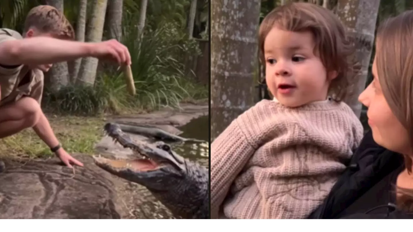 Robert Irwin bravely feeds an alligator at his zoo as Bindi's toddler Grace watches on