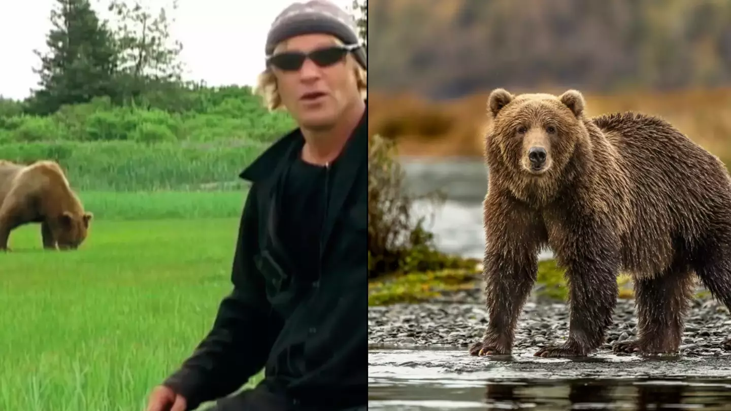Four 'basic principles’ that may have led to the gruesome death of  'Grizzly Man' and his partner