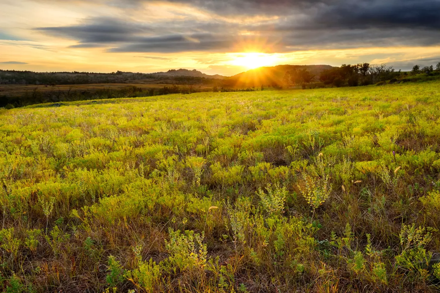 Hansen is a lawn care expert in Oklahoma.