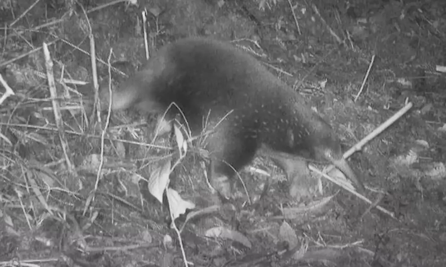 Attenborough's long-beaked echidna made an appearance after over 60 years.