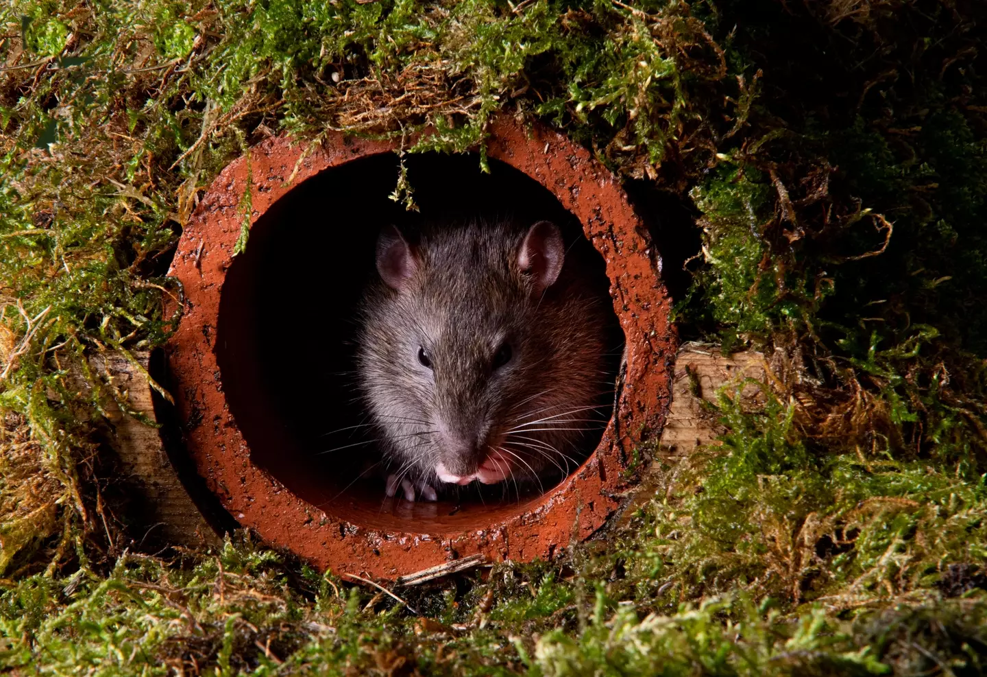 Rats may be looking to enter people's homes.