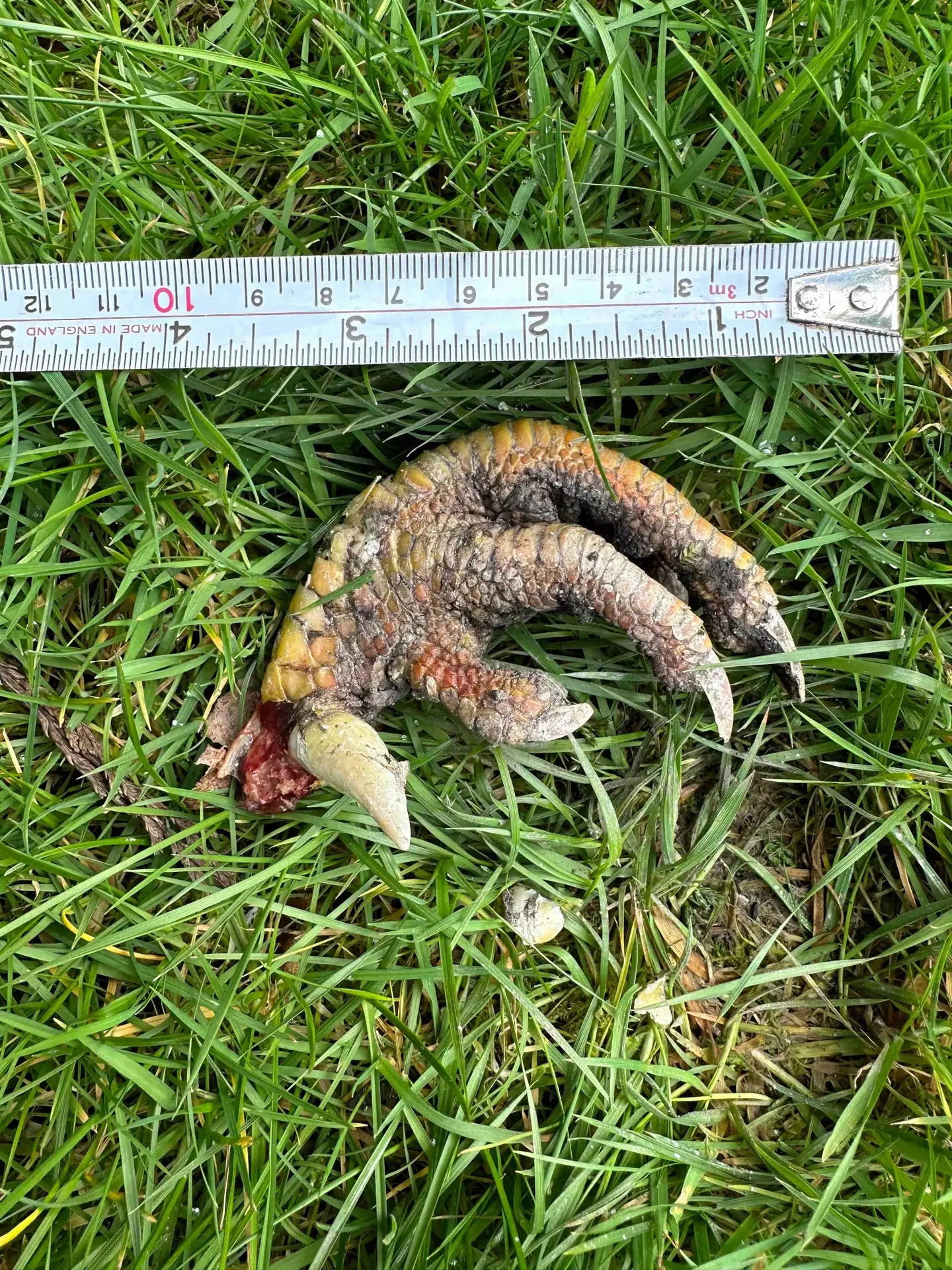 The claw has baffled experts.