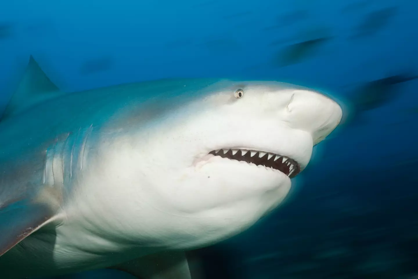 Bull sharks are one of the most dangerous species for humans (Reinhard Dirscherl/ullstein bild via Getty Images)