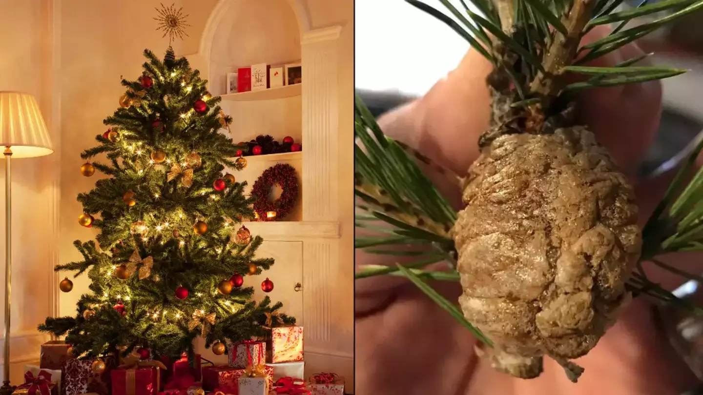People urged to check their Christmas trees for clumps and warned to remove them immediately