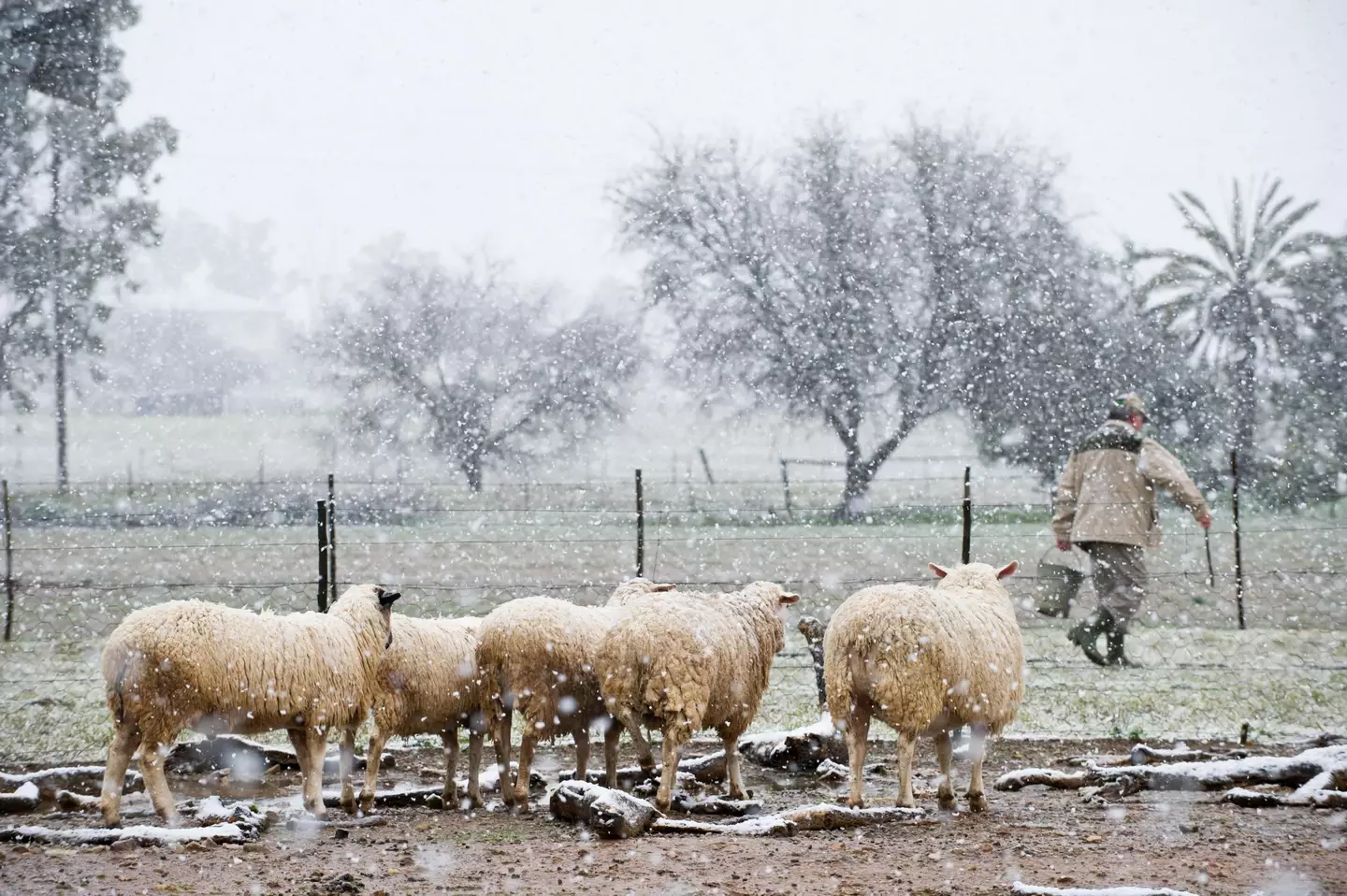 Snow at the Northern Cape, South Africa, August 2013.