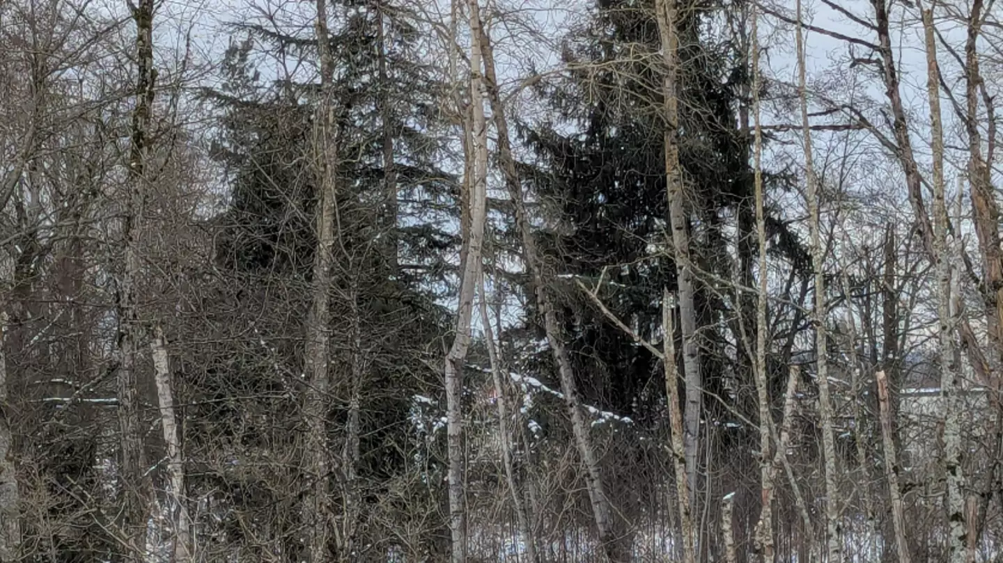 You've got the 'eyes of a sniper' if you can spot the bird hiding in the woods within five seconds