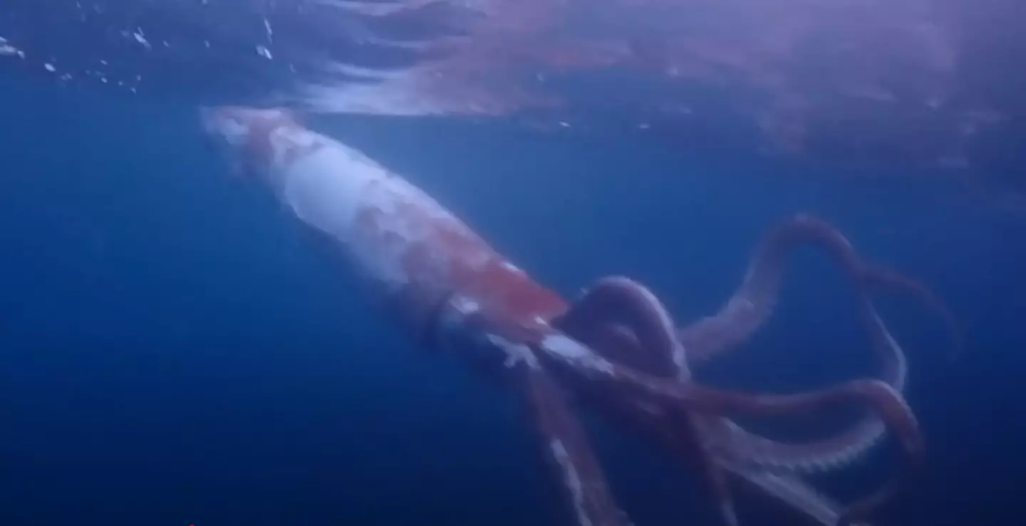 Now that's one big squid (Newsflare)
