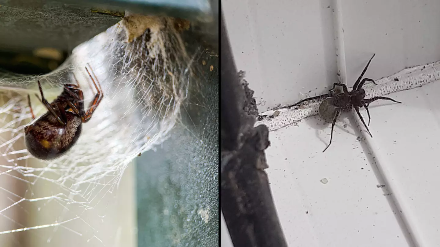 Disturbing reality of what happens when you squish a pregnant spider