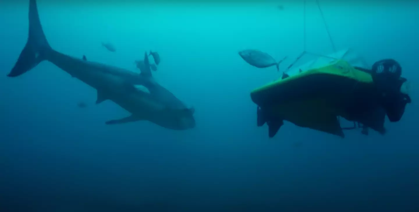The shark comes closer to investigate the submarine camera.