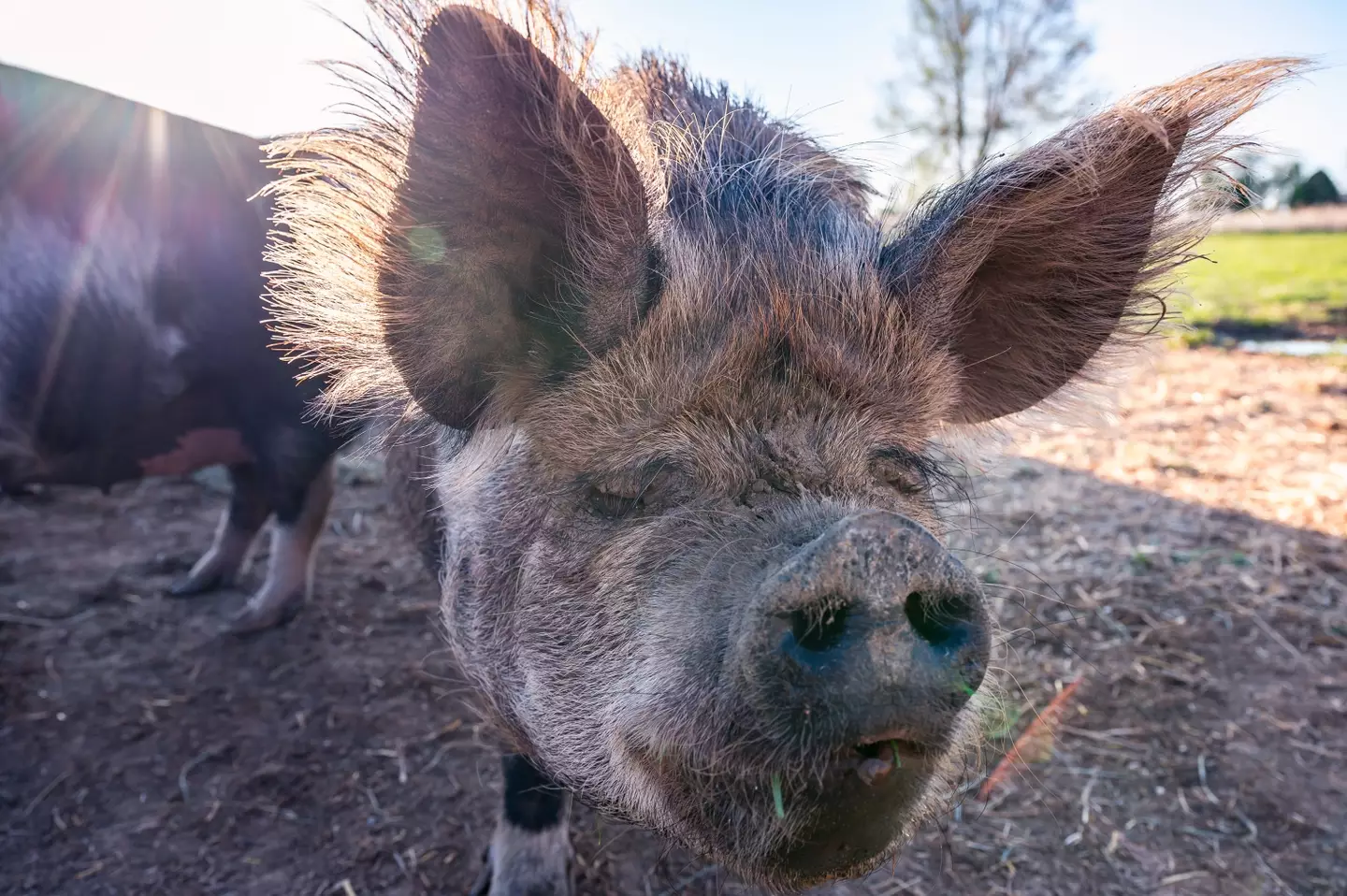 Pigs will be a part of the Royal Welsh show this week.