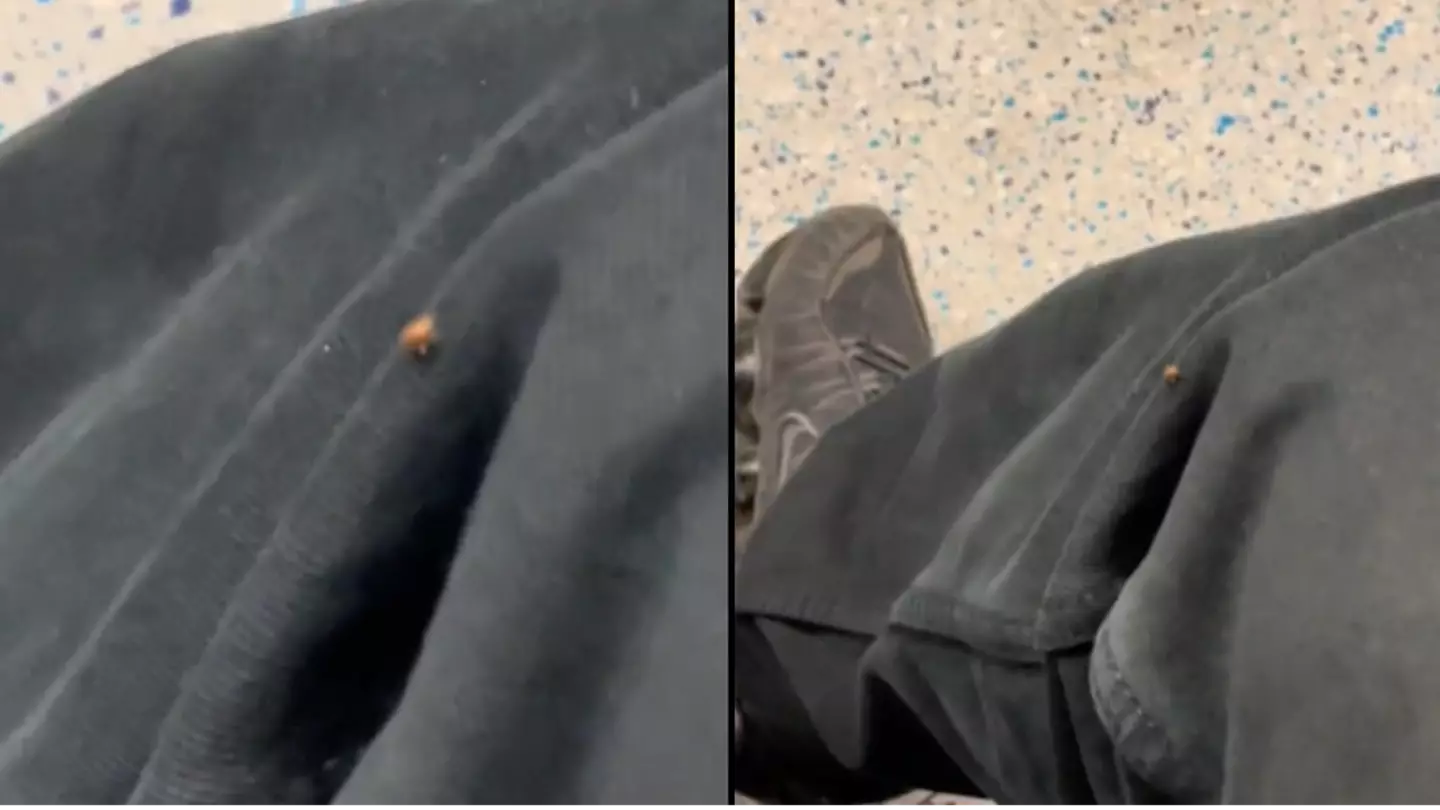 Warning as 'bed bugs' spotted crawling on Brit’s leg on public transport