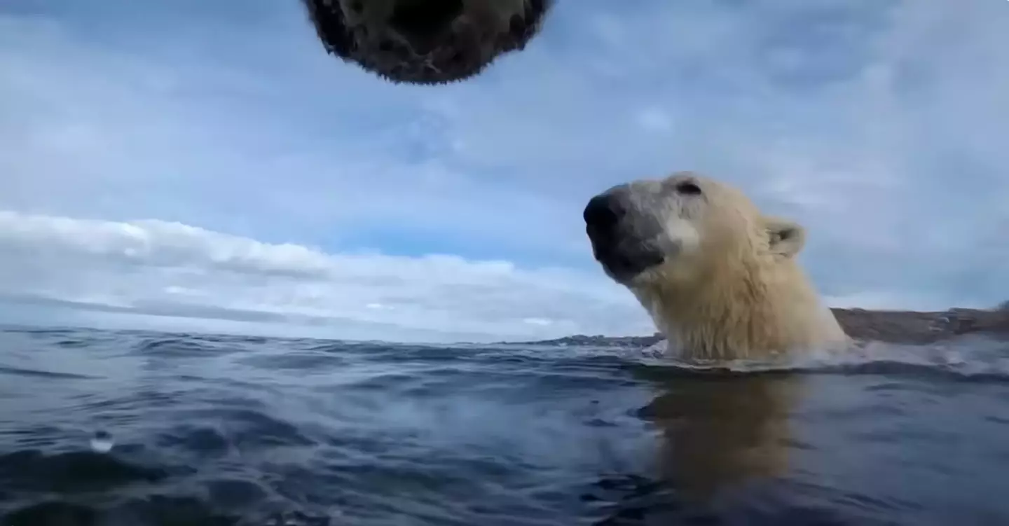 The incredible footage gave us an insight into the life of a polar bear from their perspective (USGS/Washington State University)