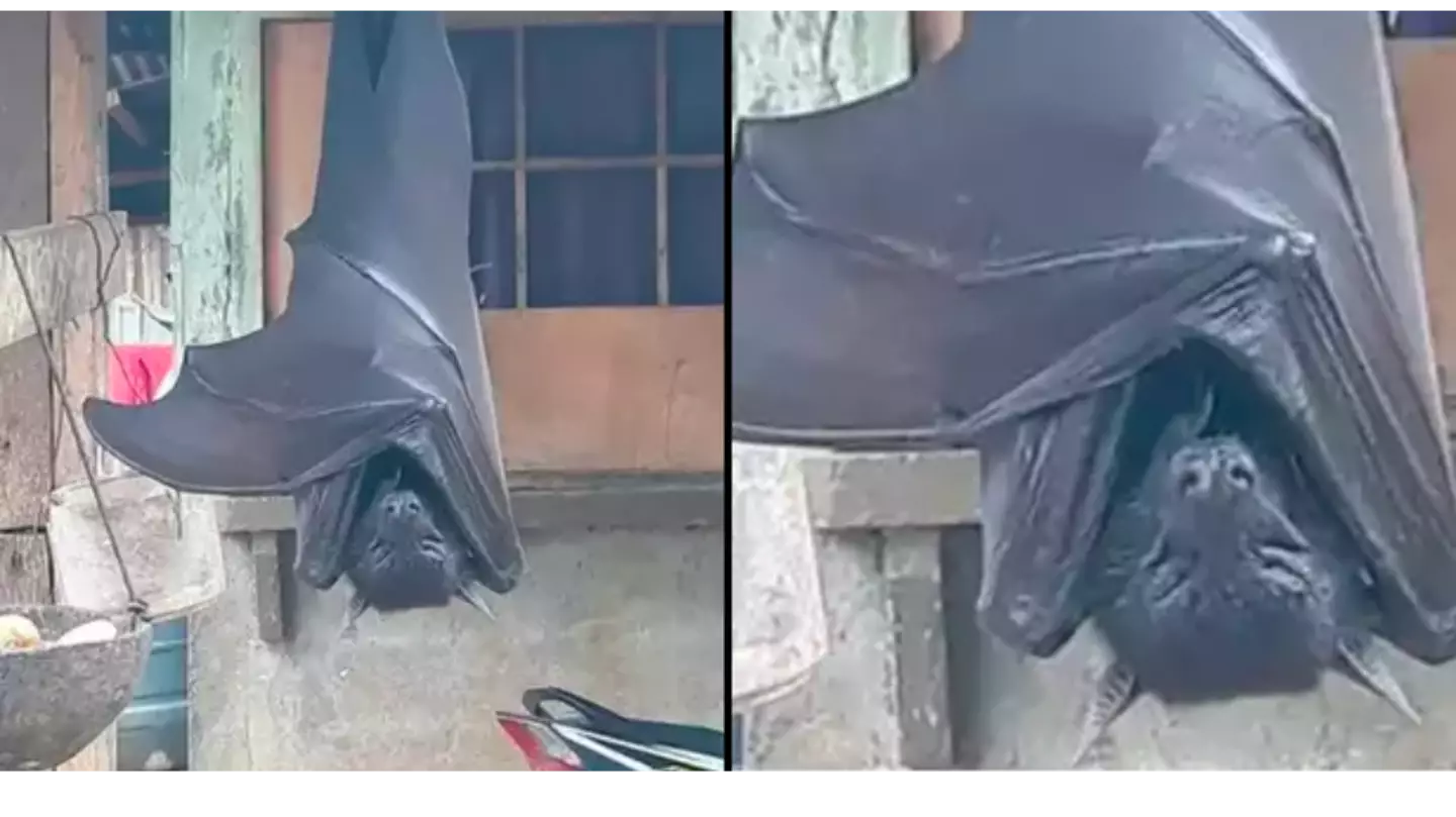 Unbelievable photo of ‘human-sized bat’ isn’t actually fake