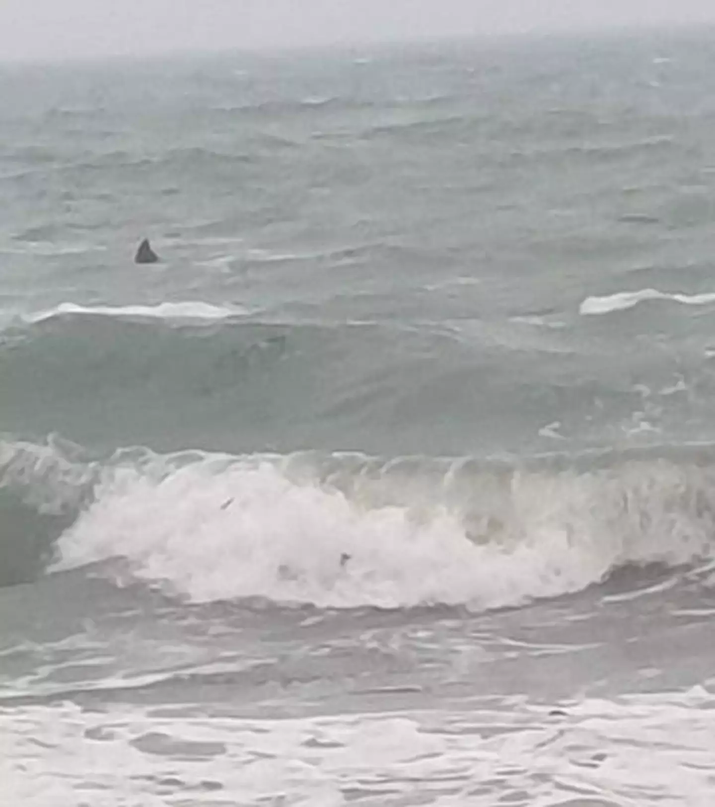 The fin was spotted near Gunwalloe.