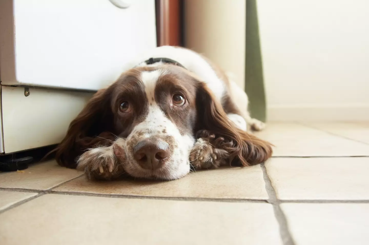 Fireworks can be really distressing for some dogs.