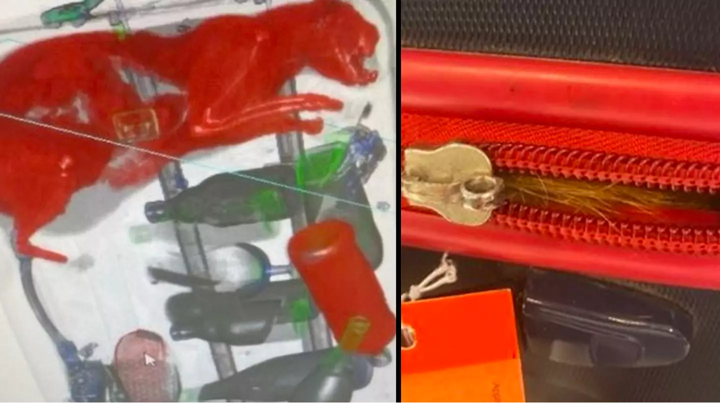 Airport security X-ray detects live cat stashed in passenger's suitcase