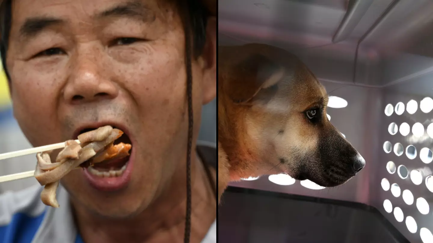 Korean eat dogs best sale