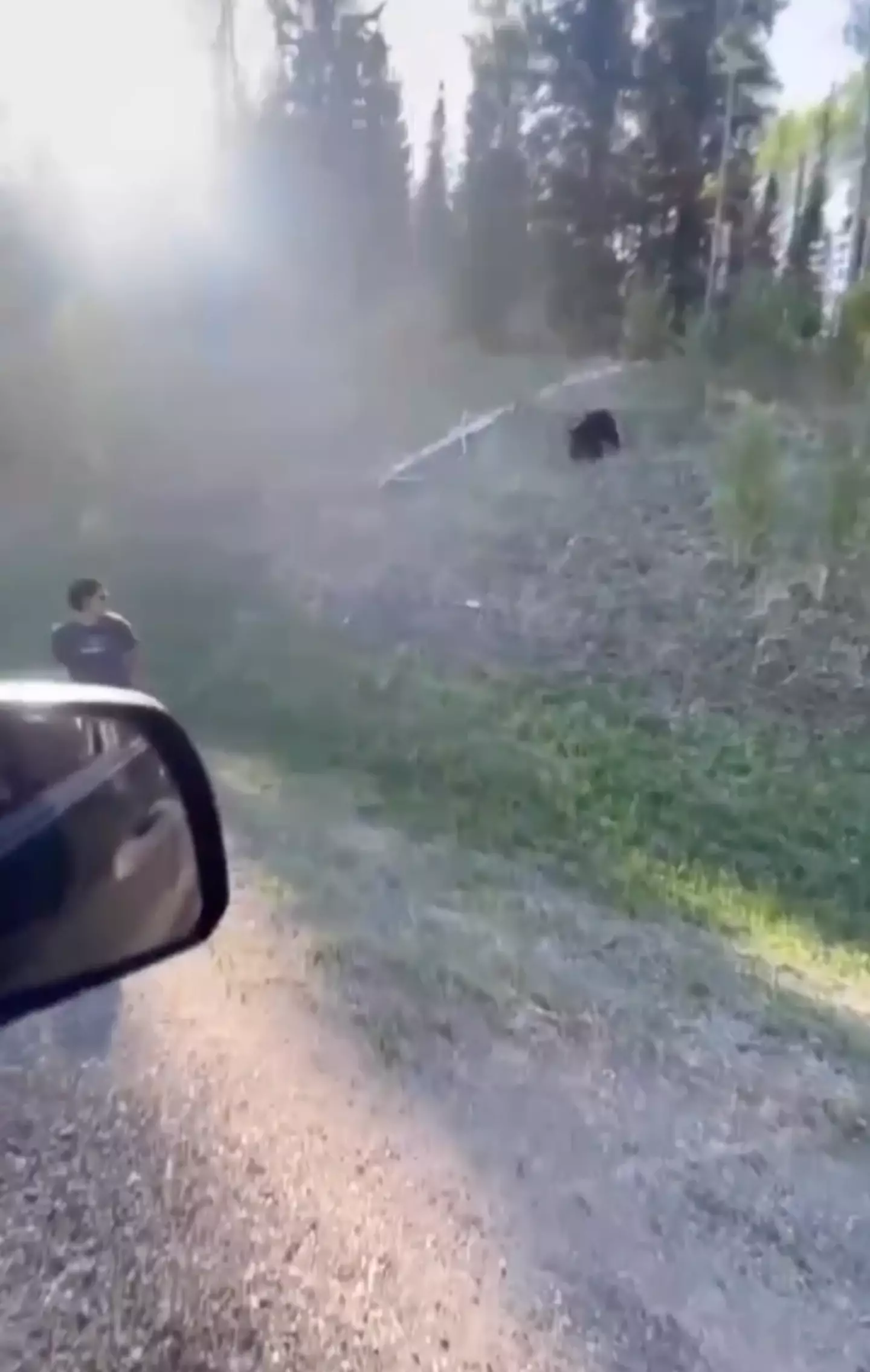 The black bear appears to be fed up of his behaviour and chases the man.