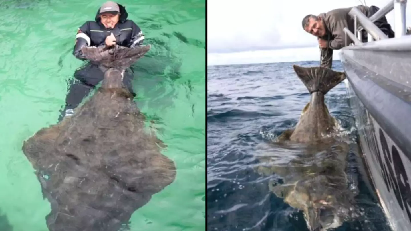 Angler reels in massive 28-stone halibut and it's thought to be very old